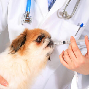 Veterinary Assistant - CTI