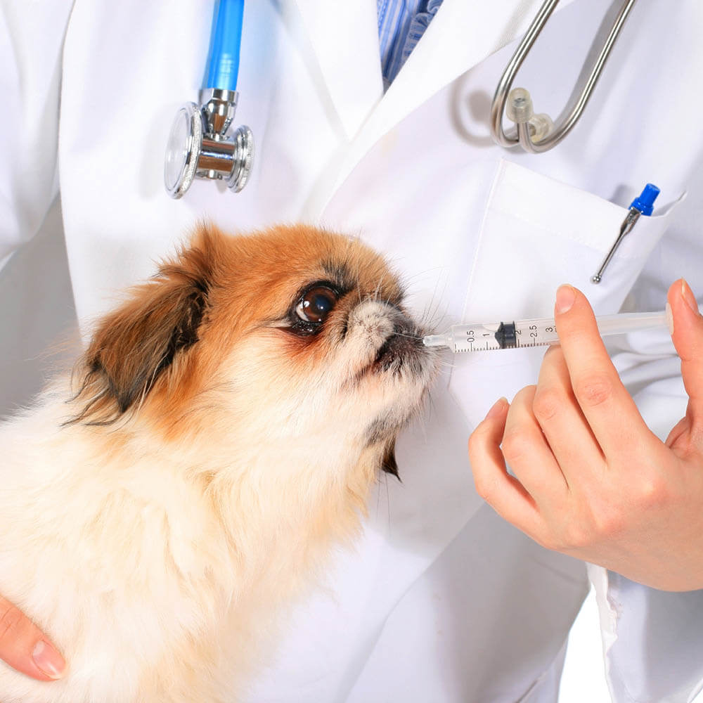 Veterinary Exam Room Assistant - Camden County College