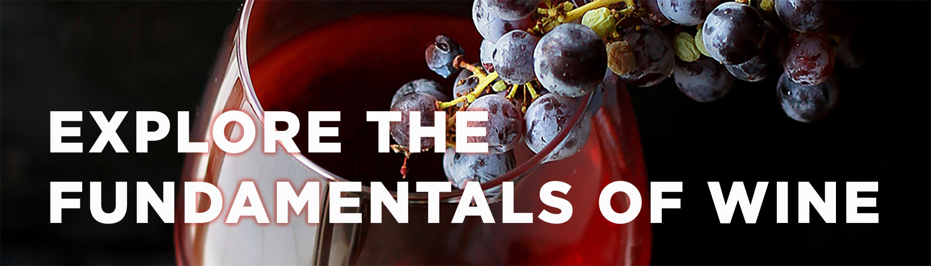 Explore the Fundamentals of Wine
